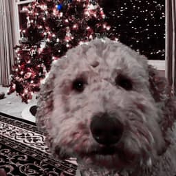 Echoes of Doggo Resting - Puppy Sleeping Sounds