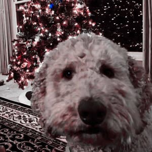 Echoes of Doggo Resting - Puppy Sleeping Sounds