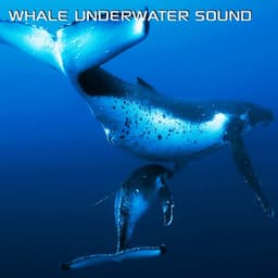 Whale Underwater Sound - Underwater Sounds