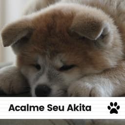 Acalme Seu Akita - Música de Cachorro Calmante