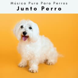 4 Patas: Junto Perro - Música Pura Para Perros