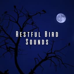 Restful Bird Sounds - Birds In The Forest