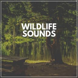 Wildlife Sounds - Tranquility Spa Universe