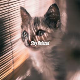 Stay Relexed - Harlem Jazz Guitar Quartet