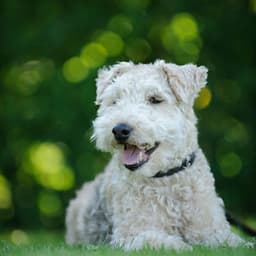 Raindrop Woofs: Piano's Dog Serenity Sessions - Pinetree Way