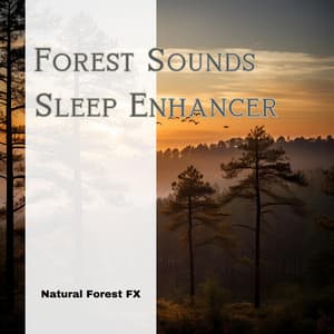 Forest Sounds: Sleep Enhancer - Natural Forest FX