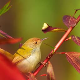 Winged Echoes: Rhythms of Nature's Melodious Birds - Swedish-Bird-Sounds