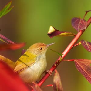 Winged Echoes: Rhythms of Nature's Melodious Birds - Swedish-Bird-Sounds