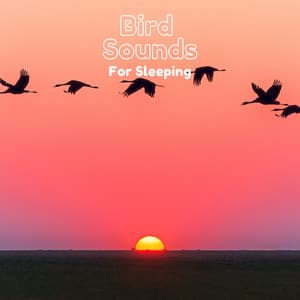 Bird Sounds for Sleeping - Natural Sample Makers