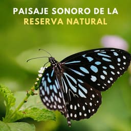 Paisaje Sonoro De La Reserva Natural - Naturaleza y Sonidos Fondos
