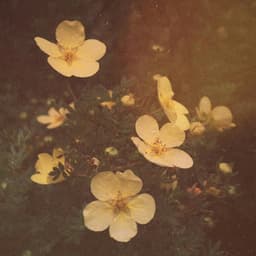 100 Vibrations: Tuning The Brain - LofiCentral