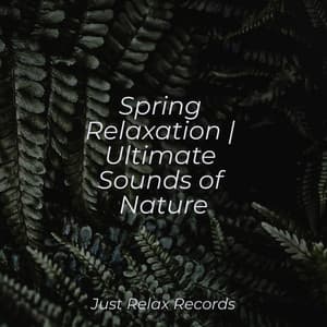 Spring Relaxation | Ultimate Sounds of Nature - Mantra para Dormir