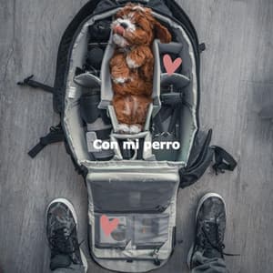 Con mi perro - Calming Dog Jazz