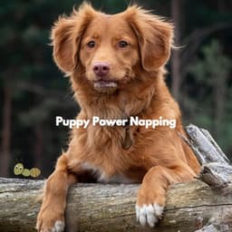 Puppy Power Napping - Musica para Perros