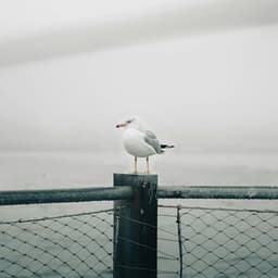 10 AM Waterfronts: Unfolded Resonance - Nature Sound Collection