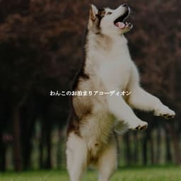 わんこのお泊まりアコーディオン - Cooking Background Music