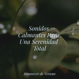 Sonidos Calmantes Para Una Serenidad Total - Yoga Sounds