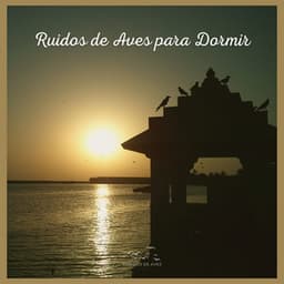 Ruidos de Aves para Dormir - Sonidos De Aves