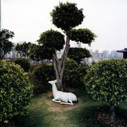 Giants : music for lute and harp - Margret Koell