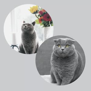 Background Music for A Quiet Cat - Music for Resting Cats