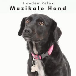 4 Poten: Muzikale Hond - Honden Relax