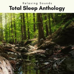 A Total Sleep Anthology - Forest Noir