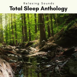 A Total Sleep Anthology - Forest Noir