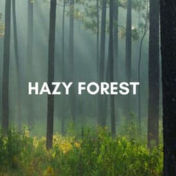 Hazy Forest - Koh Lantana