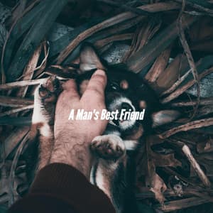 A Man's Best Friend - Slow Relaxing Jazz