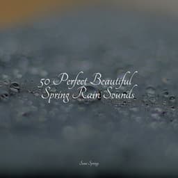 50 Perfect Beautiful Spring Rain Sounds - Pro Sound Effects Library