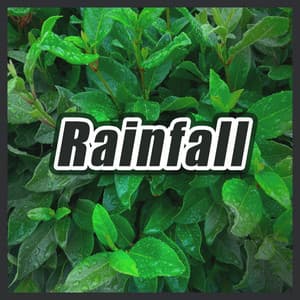 Rainfall - Jungle Sounds