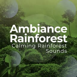 Ambiance Rainforest - Calming Rainforest Sounds