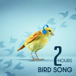 2 Hours Bird Song: The Sounds of Nature for a Quiet Mind - Forest Winston