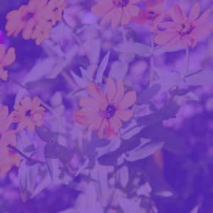 Alluring Trumpet Solo - Ambiance for Unique Thoughts - Cheerful Hotel Lobby Music