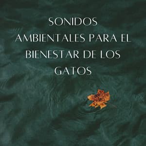 Melodías De Gotas De Lluvia: Sonidos Ambientales Para El Bienestar De Los Gatos - Grabación de lluvia