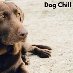 Dog Chill - Hundemusikk