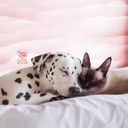 The Vet Visit Playlist for Pets - Pet Care Club