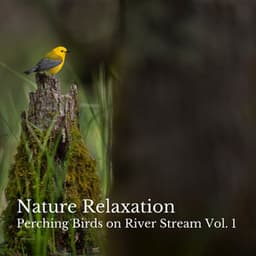 Nature Relaxation: Perching Birds on River Stream Vol. 1 - Slow Sex Music