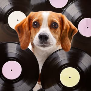 The Canine Hip Hop Music: Harmonies For Peaceful Paws - Sunny Day Lofi