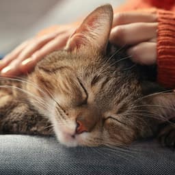 Bigotes Musicales Para Gatos: Sonidos Felinos Armoniosos - Inmersiones y saltos