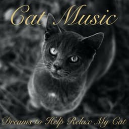 Cat Music Dreams to Help Relax My Cat - Cat Music