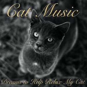 Cat Music Dreams to Help Relax My Cat - Cat Music