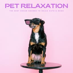 Pet Relaxation: The Best Ocean Sounds To Relax Cats & Dogs - Calming Cat Music
