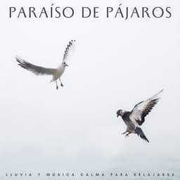 Paraíso De Pájaros: Lluvia Y Música Calma Para Relajarse - Medi Rela