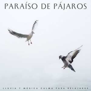 Paraíso De Pájaros: Lluvia Y Música Calma Para Relajarse - Medi Rela