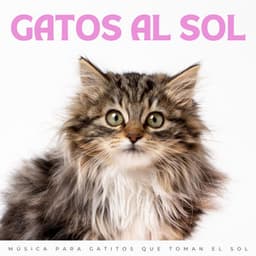 Gatos Al Sol: Música Para Gatitos Que Toman El Sol - Momentos Relajantes para Gatos
