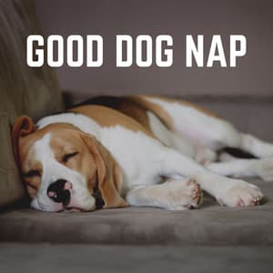 Good Dog Nap - Dog Sleep Dreams