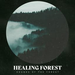 Healing Forest - Sounds of the Forest