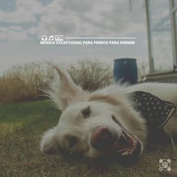 Música Excepcional para Perros para Dormir - Mascotas tranquilas
