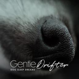 Gentle Drifter - Dog Sleep Dreams